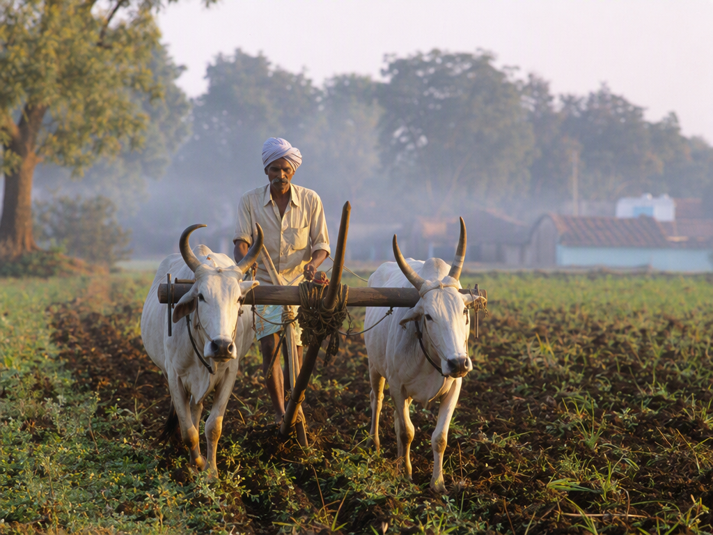 Farmer ploughing with indigenous bullocks